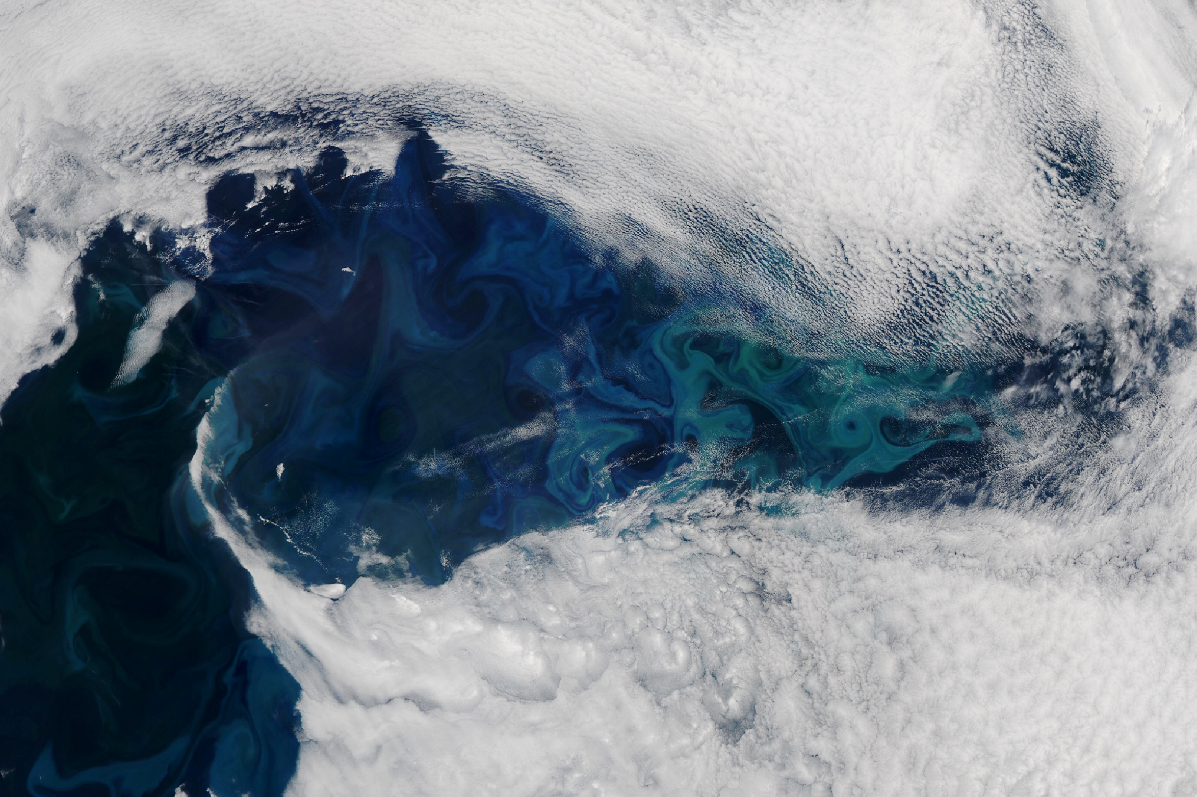 Satellite image of ocean phytoplankton bloom